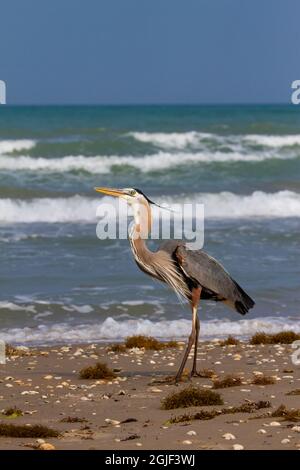 Great blue heron on beach. Stock Photo