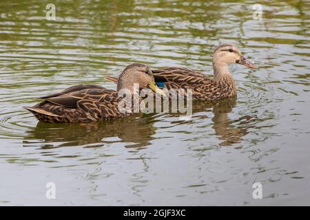 Mottled duck pair. Stock Photo