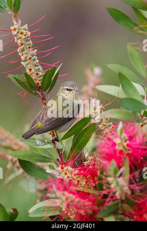 Tennessee warbler foraging. Stock Photo