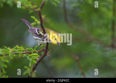 Black-throated green warbler (Dendroica virens) foraging. Stock Photo