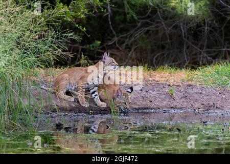 Bobcats (Lynx rufus) drinking Stock Photo