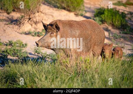 Feral Pig (Sus scrofa) in south Texas Stock Photo