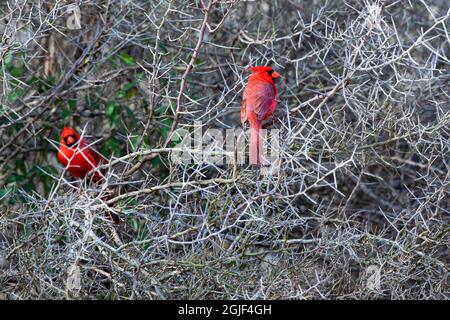 Northern Cardinals (Cardinalis cardinalis) males sitting in lotebush for protection. Stock Photo