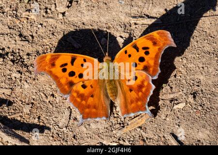 Question Mark (Polygonia interrogationis) sunning Stock Photo