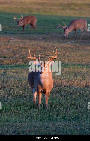 White-tailed Deer (Odocoileus virginianus) males feeding in meadow and sunrise Stock Photo