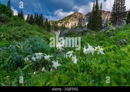 Columbine wildflowers and bluebells in Albion Basin, Alta Ski Resort, Wasatch Mountains near Park city and Salt Lake city, Utah, USA. Stock Photo