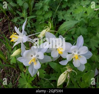 Columbine wildflowers in Albion Basin, Alta Ski Resort, Wasatch Mountains near Park city and Salt Lake city, Utah, USA. Stock Photo