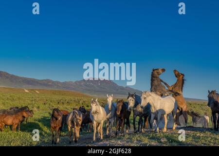 Wild horse stallions fighting for dominance over the Herd. Pony Express Road, near Dugway, Utah, USA. Stock Photo