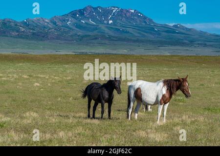 Wild horses graze along Pony Express Byway near Salt Lake City and Dugway, Utah, USA. Stock Photo