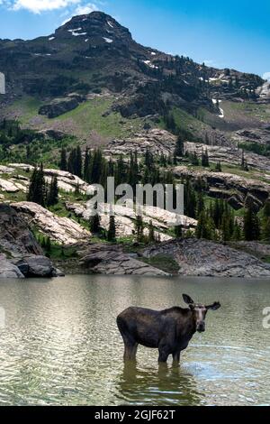 Young bull moose wading in Lake Lilian, Wasatch Mountains near Lake Blanche and Salt Lake City, Utah, USA. Stock Photo