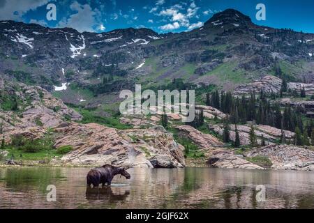 Young bull moose wading in Lake Lilian, Wasatch Mountains near Lake Blanche and Salt Lake City, Utah, USA. Stock Photo