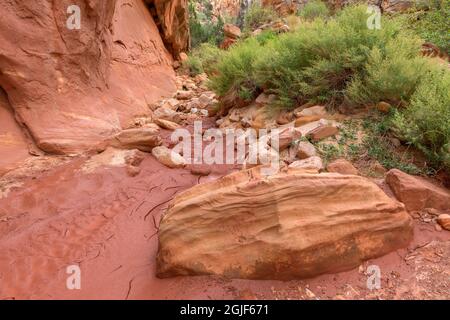USA, Utah, Capitol Reef National Park, Drying mud and rocks on floor of Grand Wash and steep sandstone walls. Stock Photo
