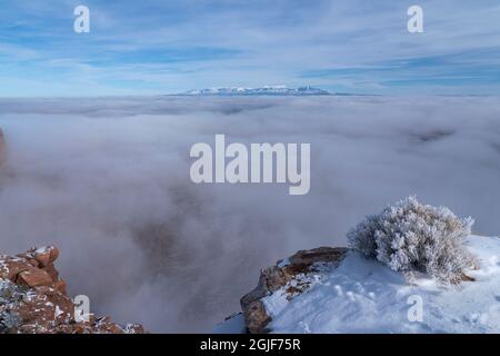 USA, Utah. Hoar frost covered rabbit brush and snow at the edge of canyon filled with fog, Island in the Sky, Canyonlands National Park. Stock Photo