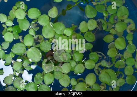 Home aquarium floating plants called Amazon frogbit or Limnobium Laevigatum bitten by freshwater fishes. Leaves are torn. Top view. Stock Photo
