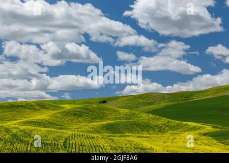 Expansive canola crop on rolling hills and cumulus clouds, Palouse agricultural region of Eastern Washington State.