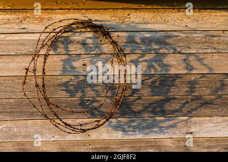 Rolled up barbed wire hanging on old wooden shed wall, Palouse region of eastern Washington. Stock Photo