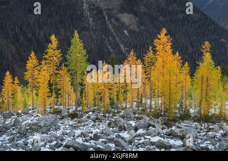Alpine Larches (Larix lyallii) in autumn color. North Cascades, Washington State Stock Photo