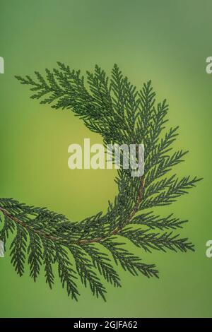 USA, Washington State, Seabeck. Western hemlock needles and branches ...