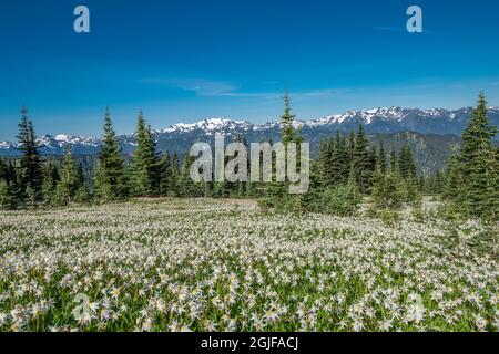 USA, Washington State, Olympic National Park. Field of avalanche lilies and forest. Stock Photo