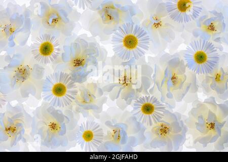 USA, Washington State, Seabeck. Montage of white roses and Santa Barbara daisies. Stock Photo