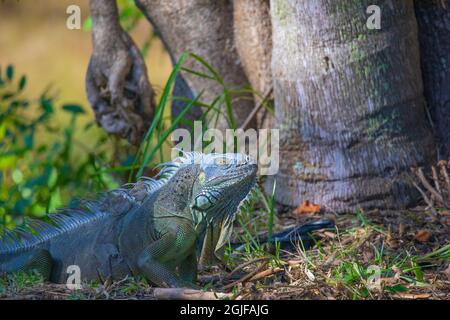 A big iguana gets ready to climb up a tree but stops to pose for a quick photo. Photographed in Fort Lauderdale, Florida. Stock Photo