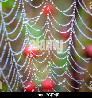 USA, Washington State, Hansville, Point no Point County Park. Dew drops on spider web with rose hips in background. Stock Photo