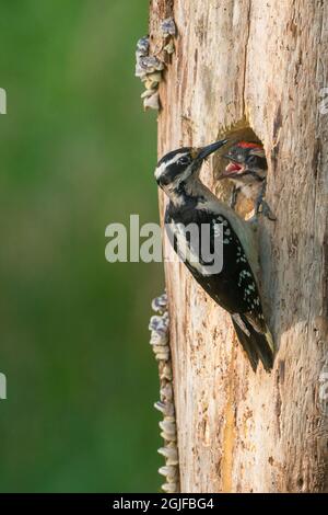 USA, Washington State. A female Hairy Woodpecker (Leuconotopicus villosus) at nest hole while a chick begs for food. Snoqualmie Valley. Stock Photo