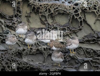 USA, Washington State. A flock of Surfbirds (Aphriza virgata) and one Black Turnstone (Arenaria melanocephala) rest on sculped rock at high tide. Chuc Stock Photo