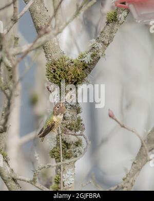 USA, Washington State. Anna's Hummingbird (Calypte anna) male sings to out-of-sight female above. Kirkland. Stock Photo