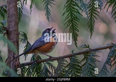 USA, Washington State. A male Spotted Towhee (Pipilo maculatus) sings from a perch on a cedar branch. Kenmore. Stock Photo