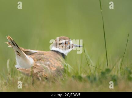 USA, Washington State. A Killdeer (Charadrius vociferus) near its nest feigns injury, Redmond. Stock Photo