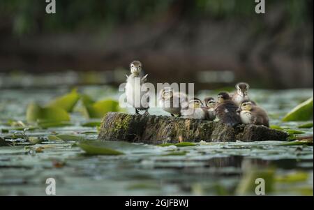 USA, Washington State. Wood Duck (Aix sponsa) ducklings rest on a log in Union Bay, Seattle. Stock Photo