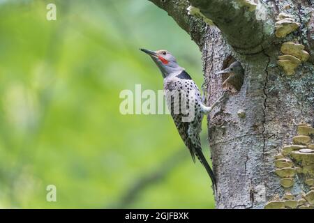 USA, Washington State. A Northern Flicker (Colaptes auratus) male at nest hole while chick begs for food. Kirkland. Stock Photo