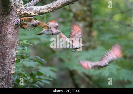 USA, Washington State. A red-shafted Northern Flicker (Colaptes auratus) female leaves nest hole while a chick begs. Kirkland. Digital composite. Stock Photo