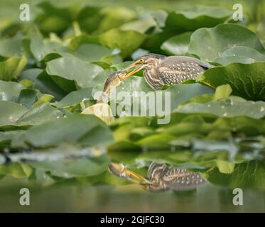 USA, Washington State. An juvenile Green Heron (Butorides virescens) snares a fish among lily pads. Union Bay, Seattle.