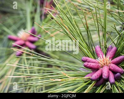 Close-up of pink pine cone buds of the Ponderosa Pine tree. Stock Photo