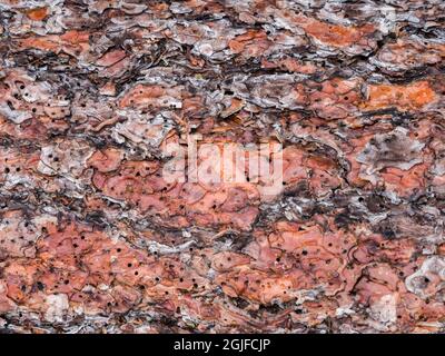 Close-up of the bark of the Ponderosa Pine tree. Stock Photo