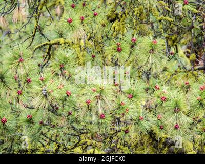 Close-up of pink pine cone buds of the Ponderosa Pine tree. Stock Photo