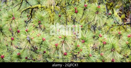 Close-up of pink pine cone buds of the Ponderosa Pine tree. Stock Photo