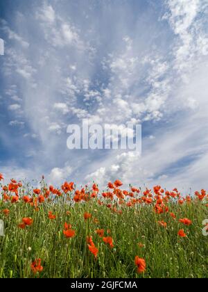 Field of orange poppies below dramatic clouds and blue sky. Stock Photo