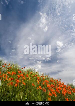 Field of orange poppies below dramatic clouds and blue sky. Stock Photo