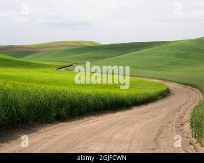Rural dirt road winding through wheatfields. Stock Photo
