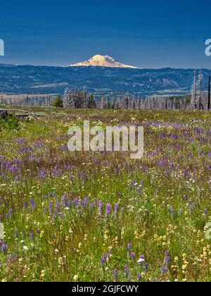 Table Mountain Road with wildflowers, burn area and view of Mt. Rainier ...
