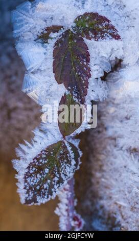 Ice crystals on frozen leaves. Stock Photo