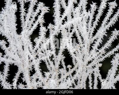 Close-up pattern of frost on pine needles. Stock Photo