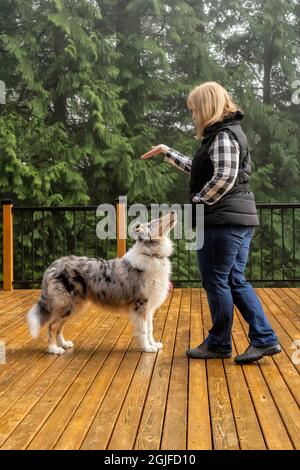 Woman commanding her five month old Blue Merle Rough Collie to sit. (PR,MR) Stock Photo