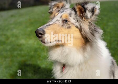 Close-up portrait of a five month old Blue Merle Rough Collie. (PR) Stock Photo