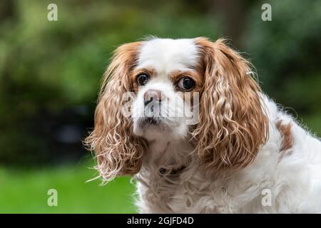 Issaquah, Washington, USA. Outdoor portrait of Mandy, a 10 year old Cavalier King Charles Spaniel. (PR) Stock Photo