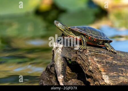 Issaquah, Washington, USA. Western Painted Turtle sunning on a log in Lake Sammamish State Park. Stock Photo