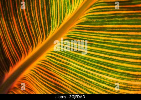 Usa, Washington State, Snohomish. Leaf with red, yellow, orange and green stripes. Stock Photo